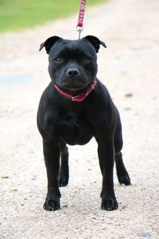 CH. Rebel angel aka pin up De Contagious Magic
