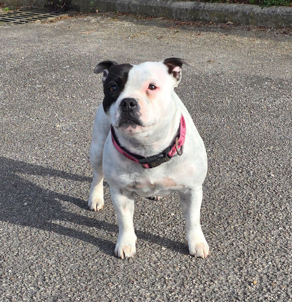 The bomb pied aka bbgroot Of Suprême Staffy's