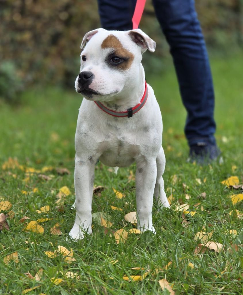 Arlo aka charlie The Magical World Of Stafford