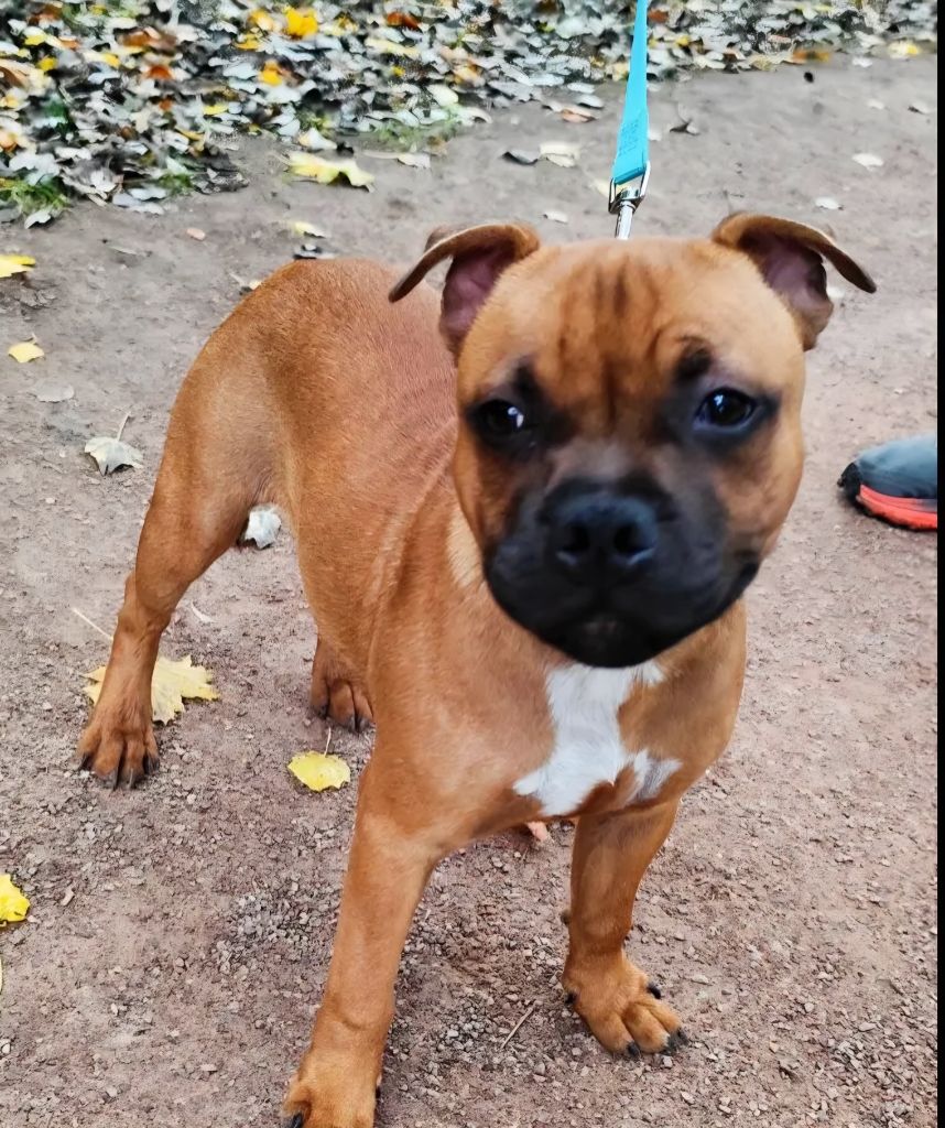 Aston red star The Magical World Of Stafford