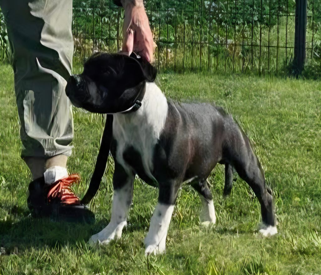 Arès The Magical World Of Stafford