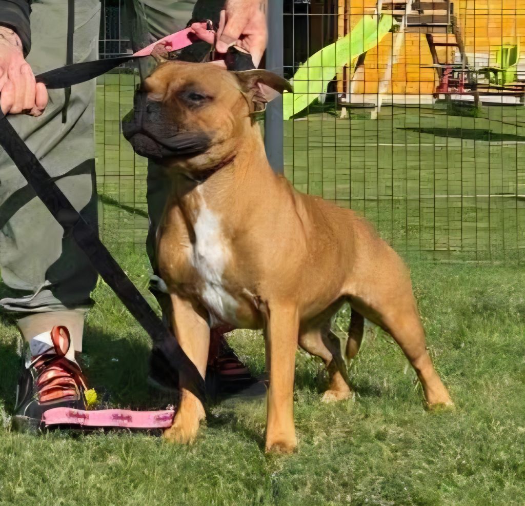 Athéna The Magical World Of Stafford