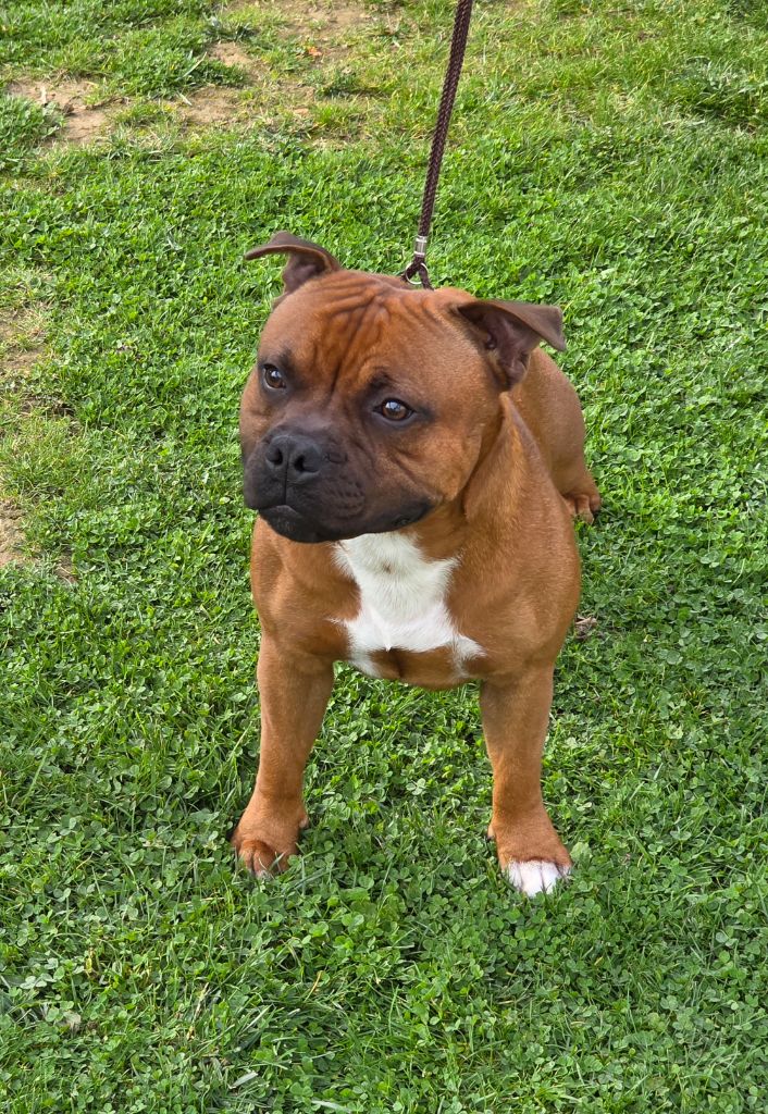 Art'hur king The Magical World Of Stafford