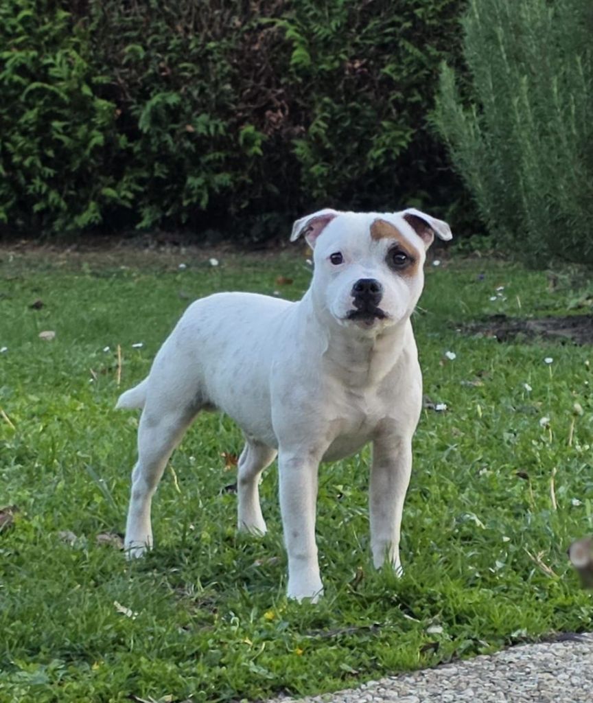 Arlo aka charlie The Magical World Of Stafford