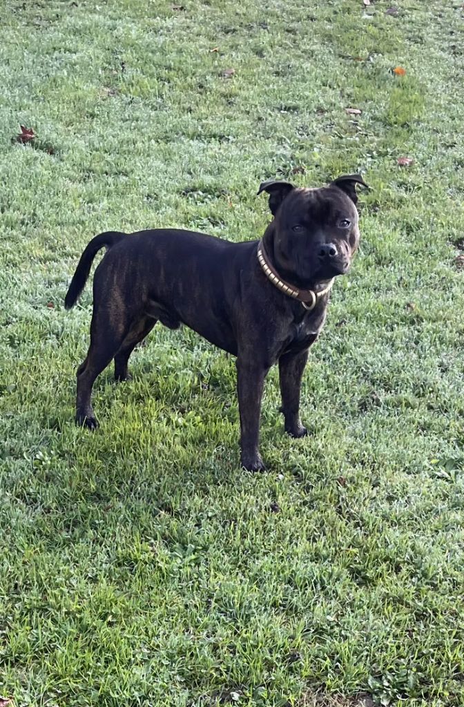 Apollon The Magical World Of Stafford