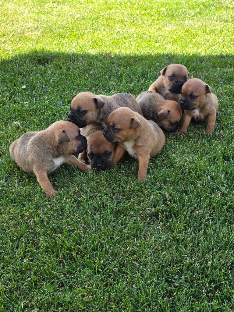 The Magical World Of Stafford - Chiots disponibles - Staffordshire Bull Terrier