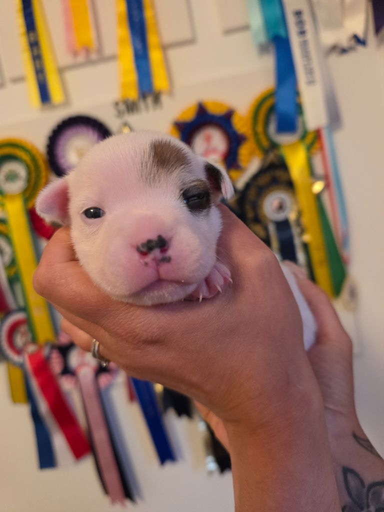 The Magical World Of Stafford - Chiots disponibles - Staffordshire Bull Terrier