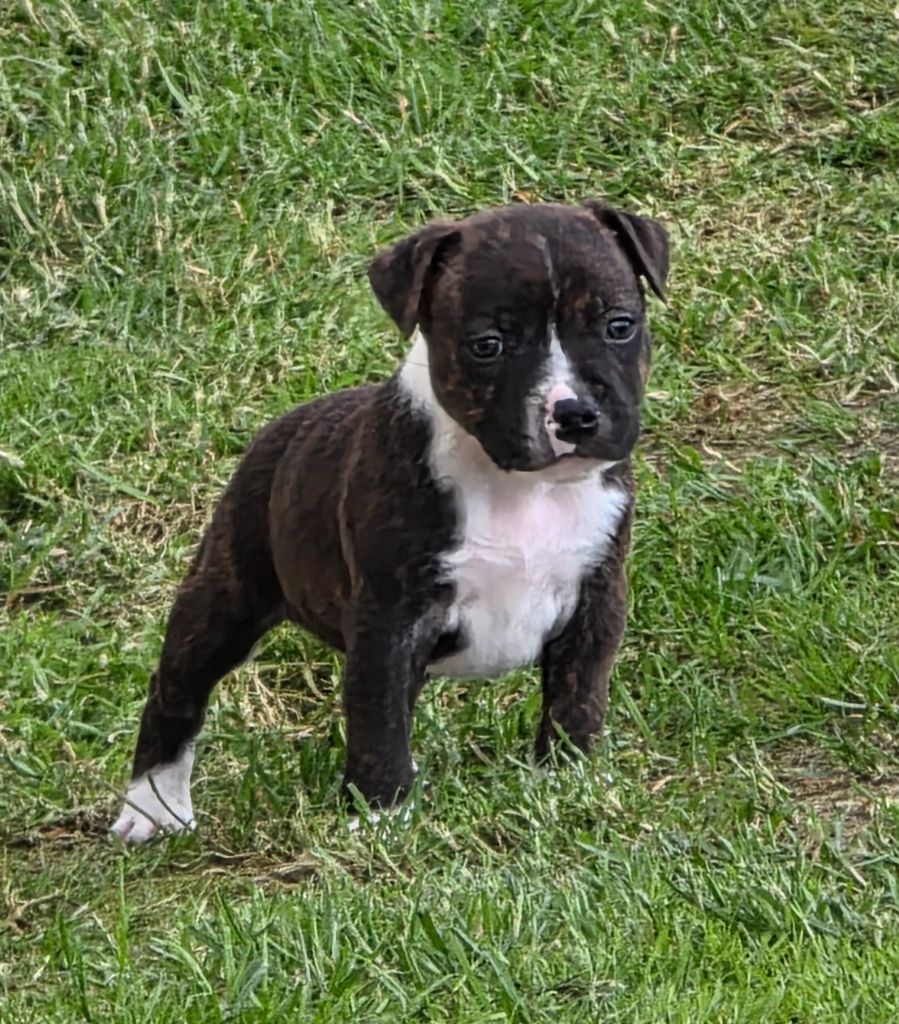 The Magical World Of Stafford - Chiots disponibles - Staffordshire Bull Terrier