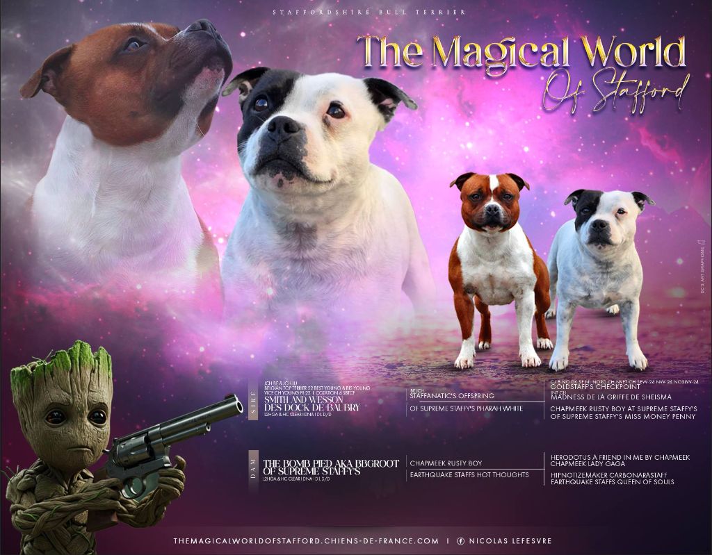 The Magical World Of Stafford - Staffordshire Bull Terrier - Portée née le 08/05/2025