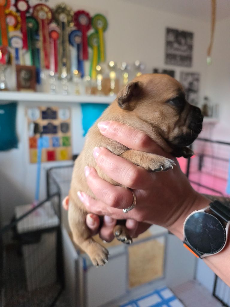 The Magical World Of Stafford - Chiots disponibles - Staffordshire Bull Terrier