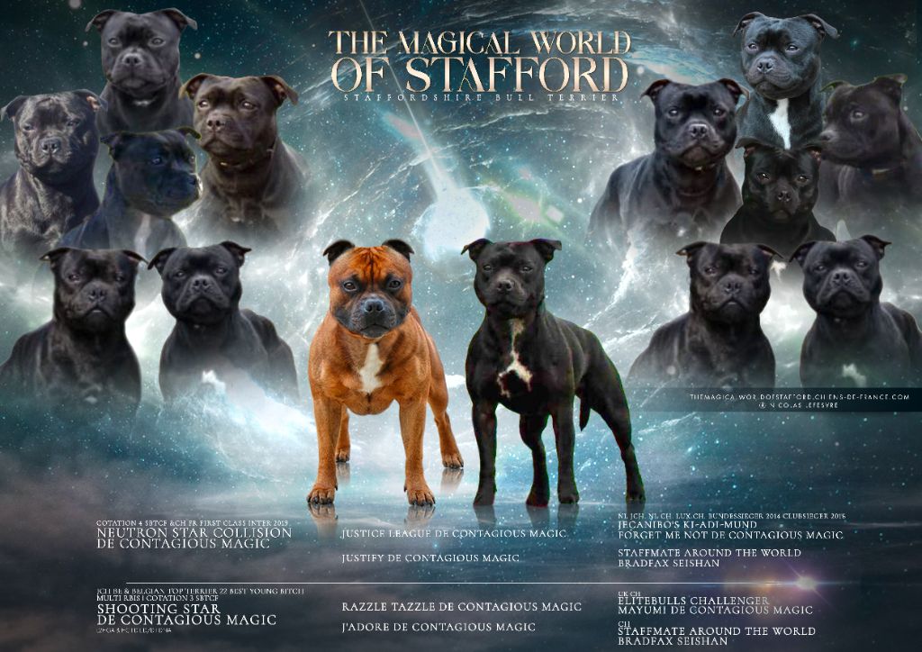 Chiot Staffordshire Bull Terrier The Magical World Of Stafford