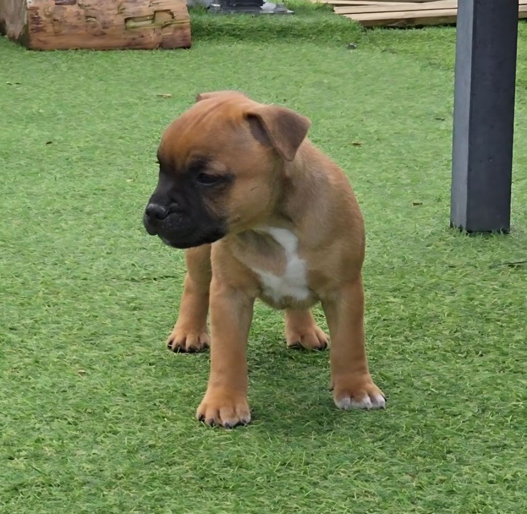 The Magical World Of Stafford - Chiots disponibles - Staffordshire Bull Terrier