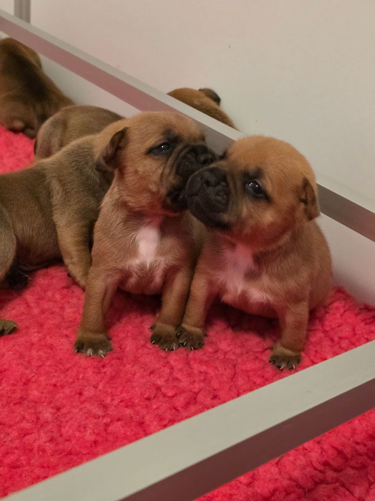 The Magical World Of Stafford - Chiots disponibles - Staffordshire Bull Terrier
