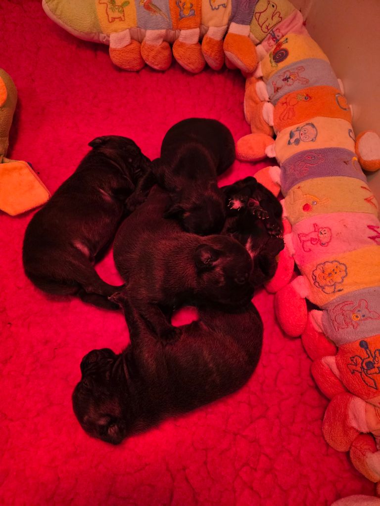 The Magical World Of Stafford - Chiots disponibles - Staffordshire Bull Terrier