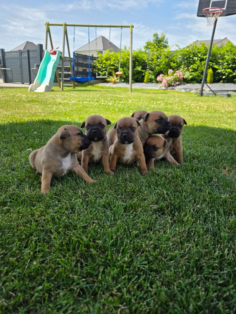 The Magical World Of Stafford - Chiots disponibles - Staffordshire Bull Terrier