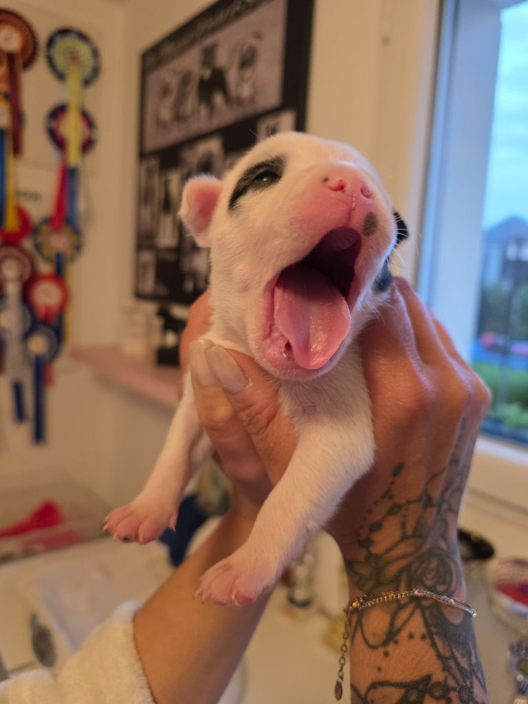 The Magical World Of Stafford - Chiots disponibles - Staffordshire Bull Terrier
