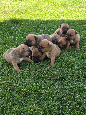 CHIOT 2