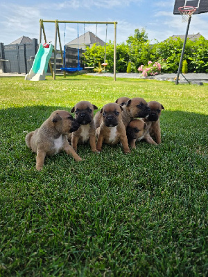 CHIOT 5
