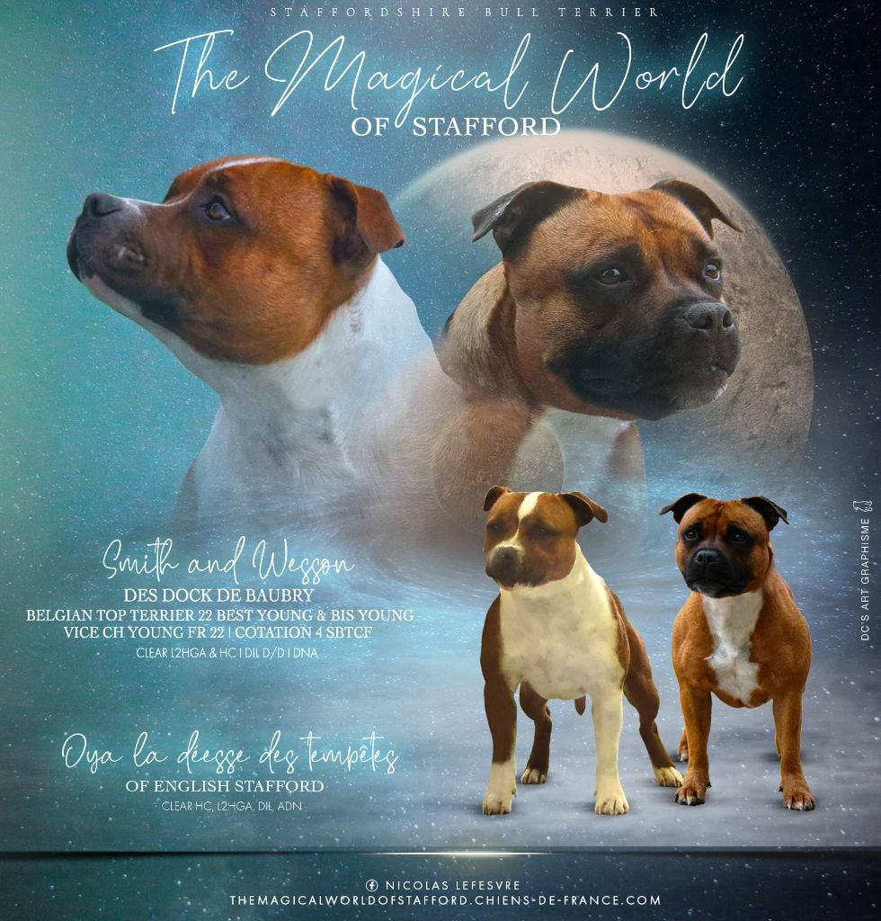The Magical World Of Stafford - Staffordshire Bull Terrier - Portée née le 16/03/2023