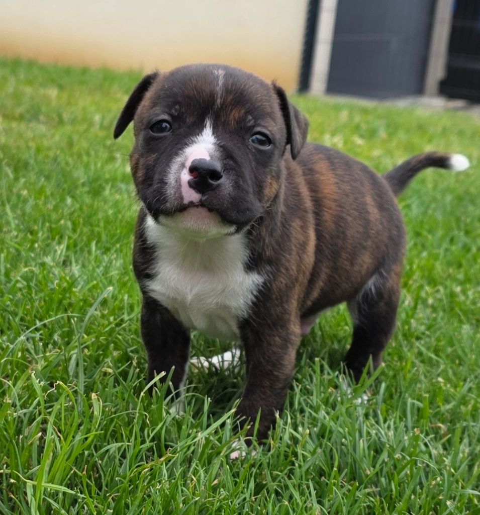 The Magical World Of Stafford - Chiots disponibles - Staffordshire Bull Terrier