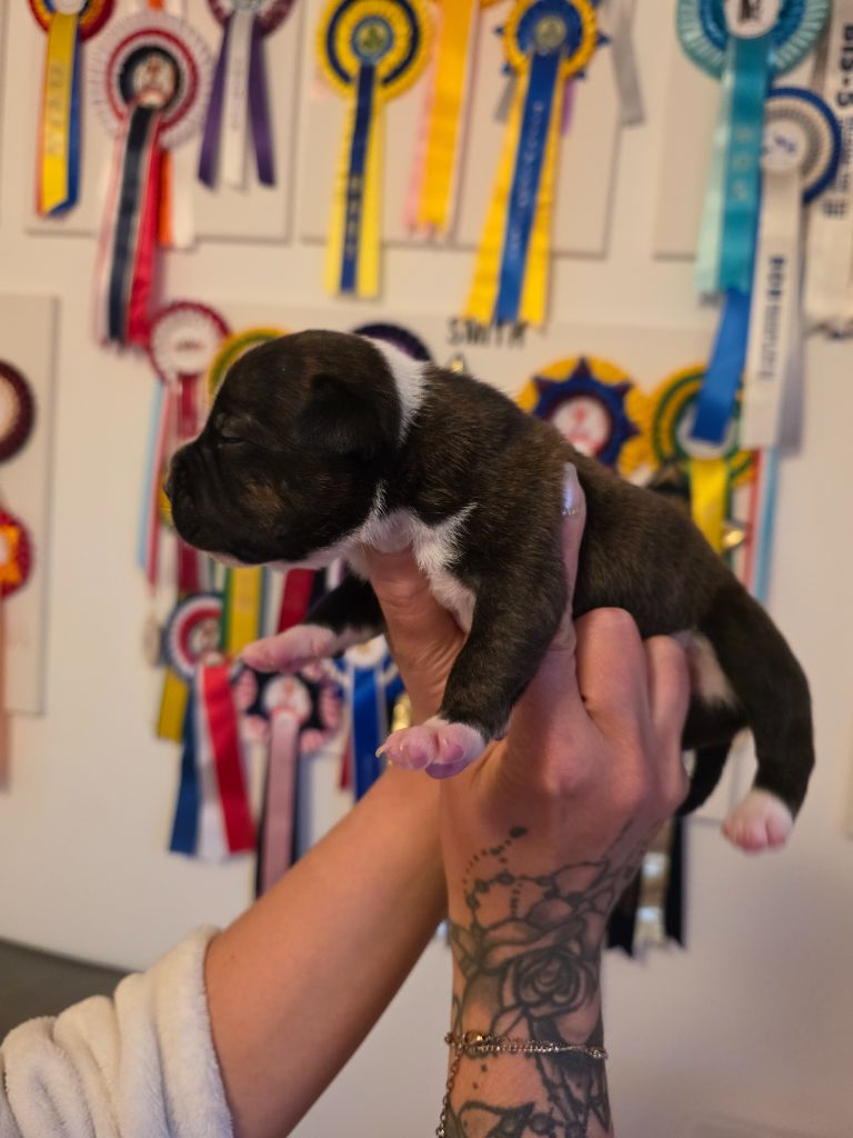 The Magical World Of Stafford - Chiots disponibles - Staffordshire Bull Terrier