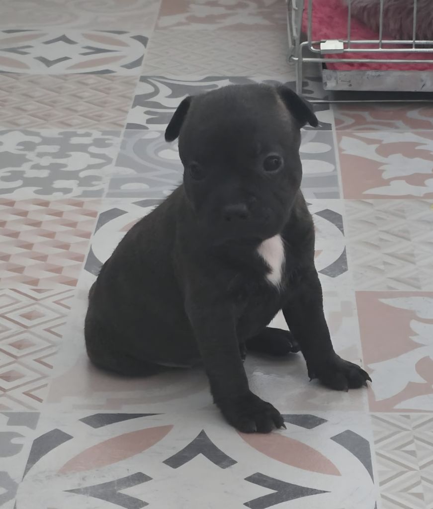 The Magical World Of Stafford - Chiots disponibles - Staffordshire Bull Terrier