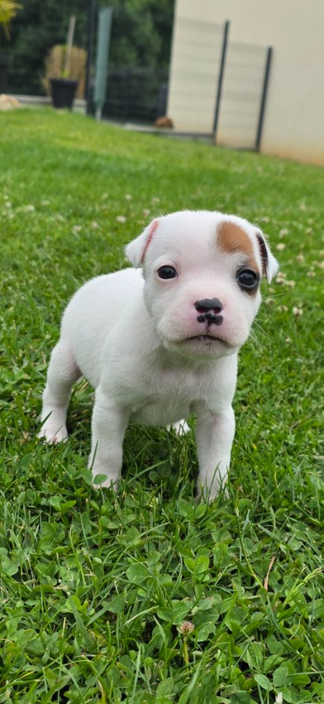 The Magical World Of Stafford - Chiots disponibles - Staffordshire Bull Terrier