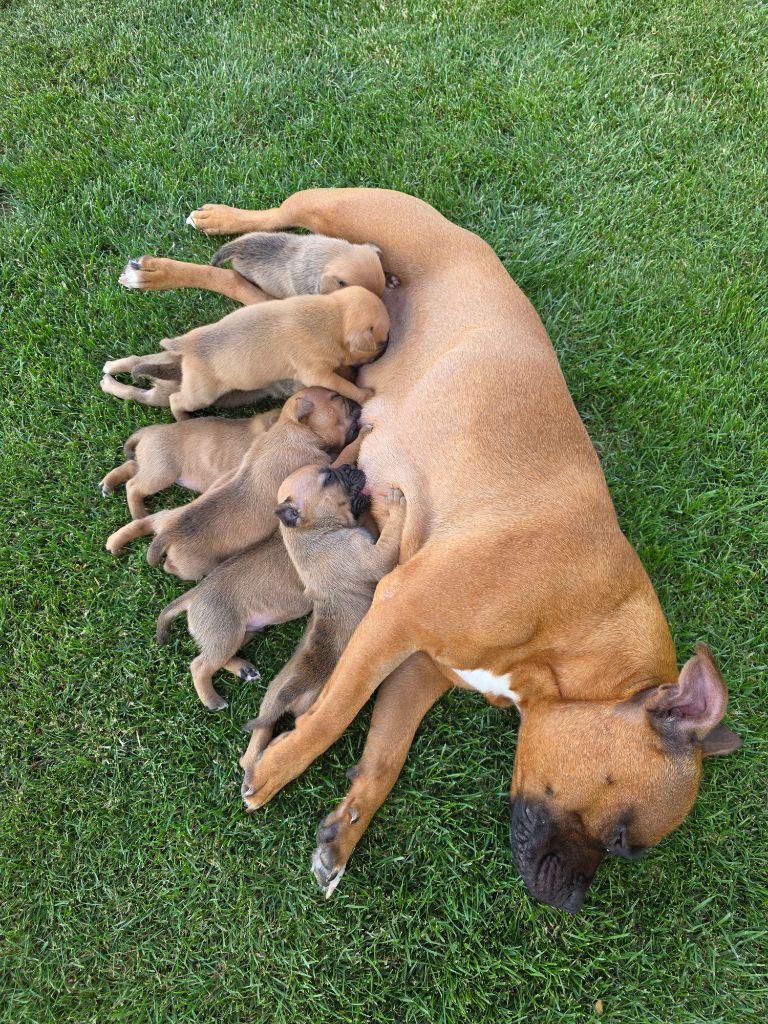 The Magical World Of Stafford - Chiots disponibles - Staffordshire Bull Terrier