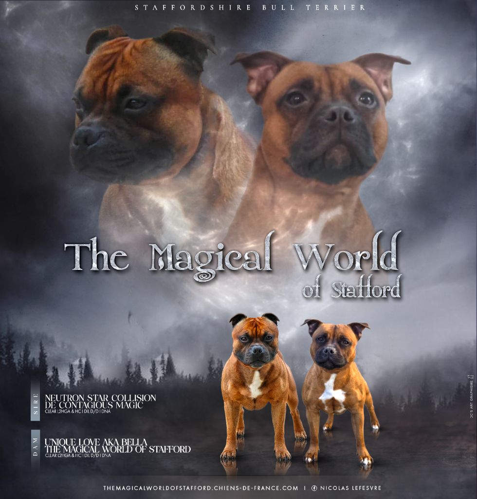 Chiot Staffordshire Bull Terrier The Magical World Of Stafford