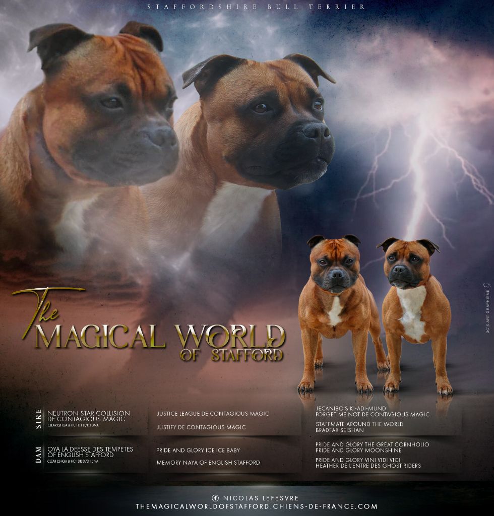 The Magical World Of Stafford - Staffordshire Bull Terrier - Portée née le 24/01/2025