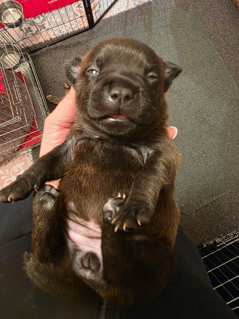 The Magical World Of Stafford - Chiots disponibles - Staffordshire Bull Terrier