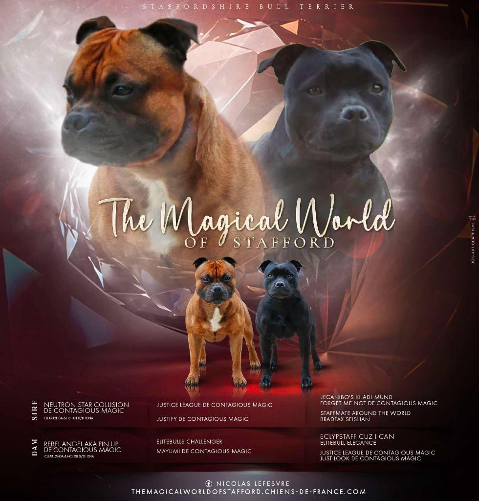The Magical World Of Stafford - Staffordshire Bull Terrier - Portée née le 28/01/2025
