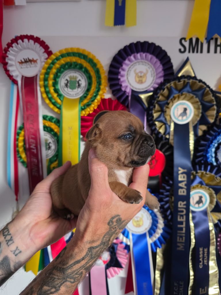 The Magical World Of Stafford - Chiots disponibles - Staffordshire Bull Terrier