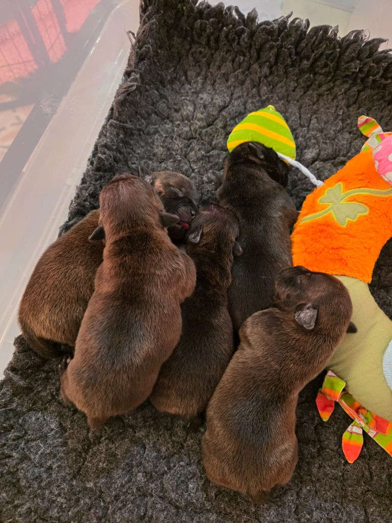 The Magical World Of Stafford - Chiots disponibles - Staffordshire Bull Terrier